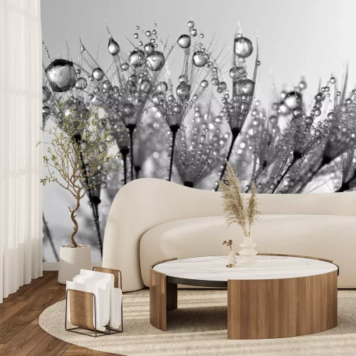 Papier peint  Pissenlit rosée