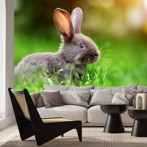 Sticker  Lapin dans l'herbe verte