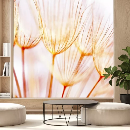 Papier peint  Graines de pissenlit oranges