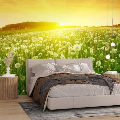 Papier peint  Champ avec pissenlits au coucher du soleil