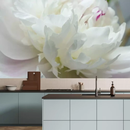 Papier peint  Pivoine blanche macro