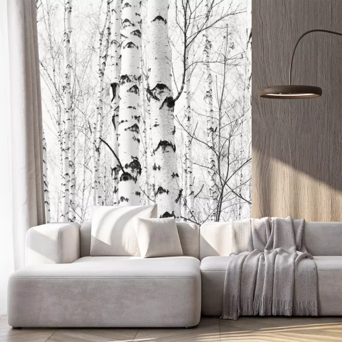 Sticker  Photographie de bouleaux en noir et blanc
