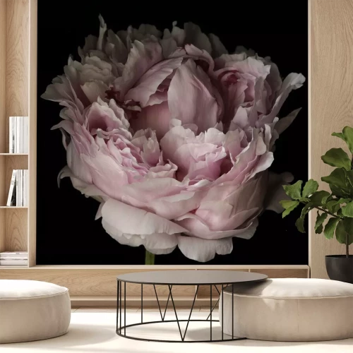 Papier peint  Gros plan d'une pivoine rose