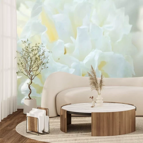 Papier peint  Gros plan sur des pétales de pivoine blanche