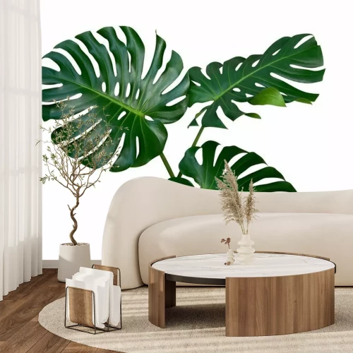 Sticker  Les feuilles de la plante Monstera, la vigne tropicale à feuilles persistantes isolée sur fond blanc, un tracé de détourage inclus