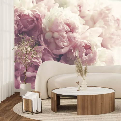 Papier peint  Fond de fleurs de pivoines roses moelleuses