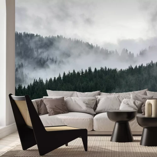 Papier peint  Forêt de pins brumeux. Forêt de pins dense dans la brume matinale.