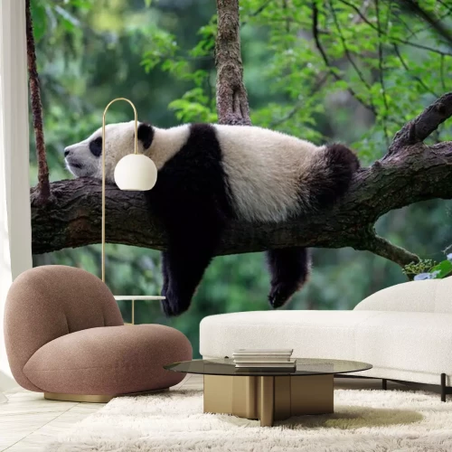Papier peint  Panda paresseux dormant sur une branche d'arbre