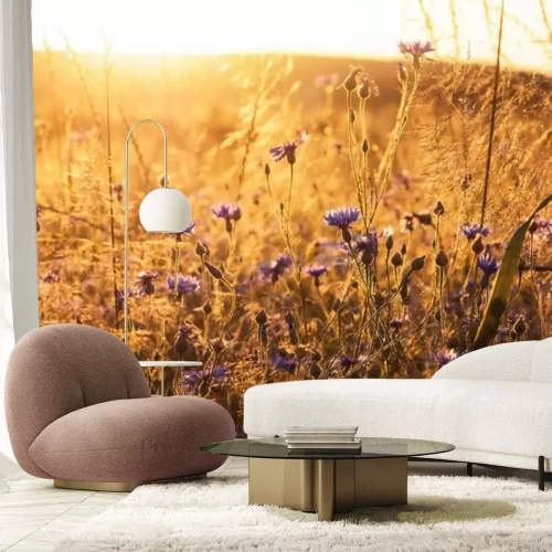 Papier peint  Bleuets dans une prairie ensoleillée