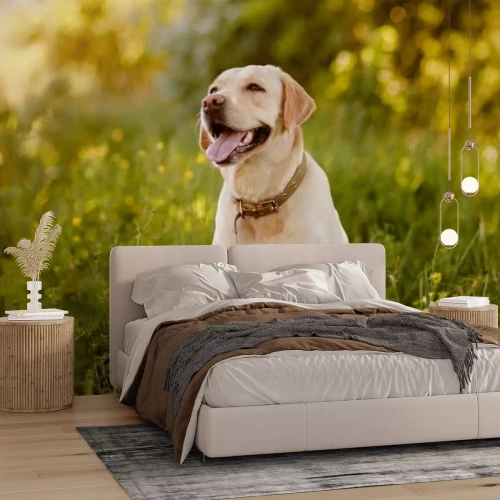 Papier peint  Labrador couleur biscuit sur une prairie verte