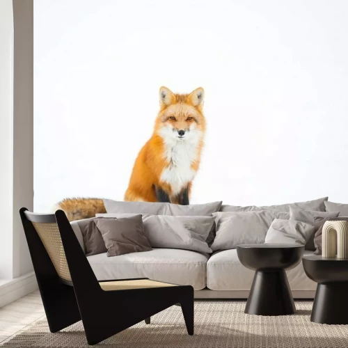 Papier peint  Renard roux, Canada