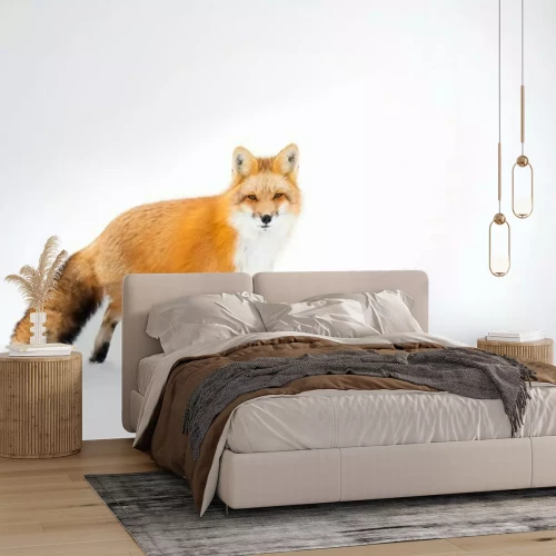 Papier peint  Renard roux, Canada