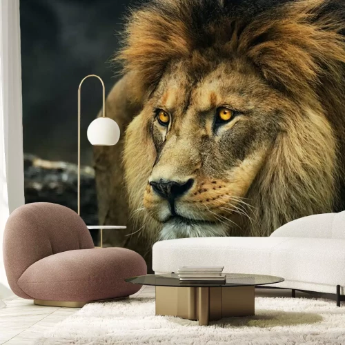 Papier peint  Portrait d'un lion berbère