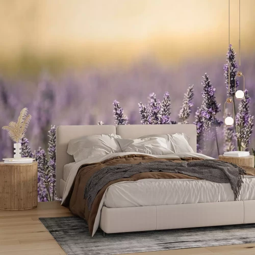 Papier peint  Pré rempli de lavande