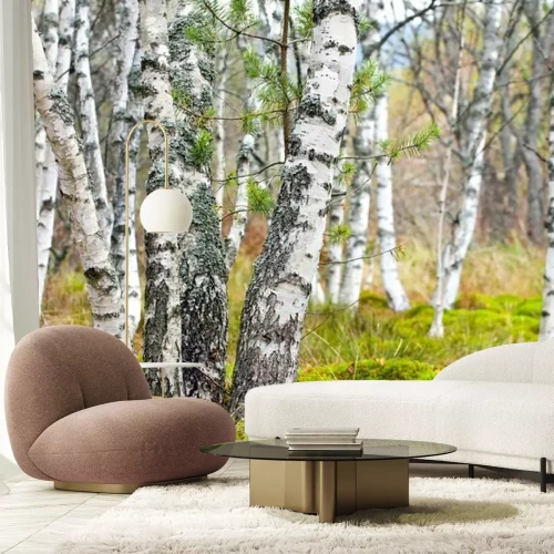 Papier peint  Bouleaux et mousse