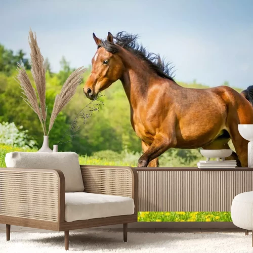 Papier peint  Cheval noir énergique