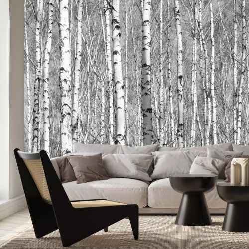 Papier peint  Bosquet dense de bouleaux