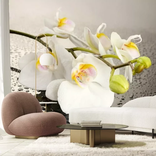 Papier peint  Fleur blanche et gouttes d'eau