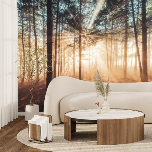 Papier peint  Rayons de soleil perçant la forêt brumeuse
