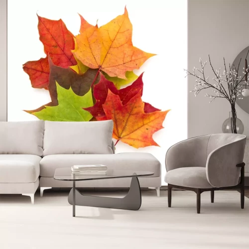 Sticker  feuille d'érable automne coloré isolé sur fond blanc