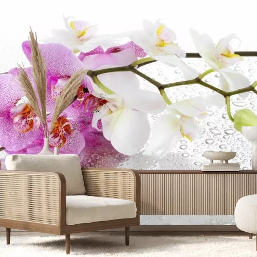Papier peint  Orchidées roses et blanches sur des gouttes d'eau