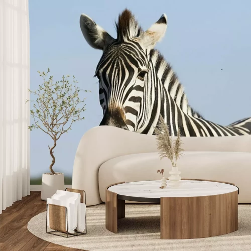Papier peint  Portrait d'un zèbre ravissant sous le ciel