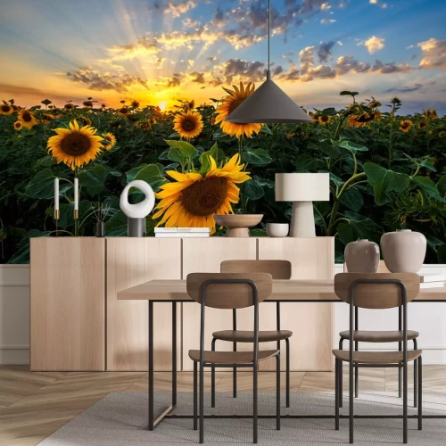 Sticker  Tournesols et coucher de soleil