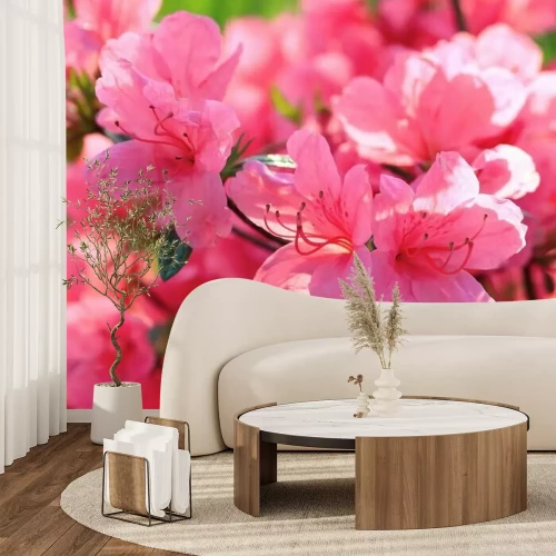 Papier peint  Jolies fleurs roses plan rapproché