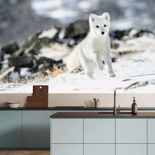 Papier peint  Renardeau polaire (Vulpes lagopus) dans la neige d'automne dans les montagnes de Dovre, Norvège