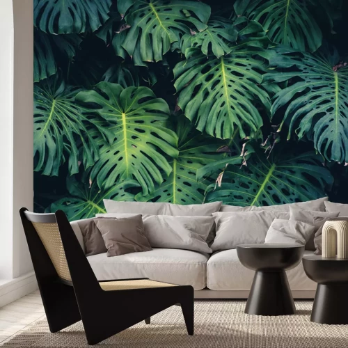 Papier peint  La monstera dans la forêt vierge