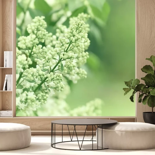 Papier peint  Bourgeons blancs des lilas