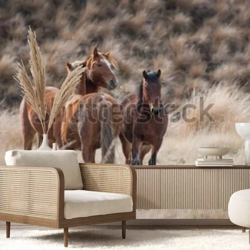 Papier peint  Chevaux marron sur l'herbe