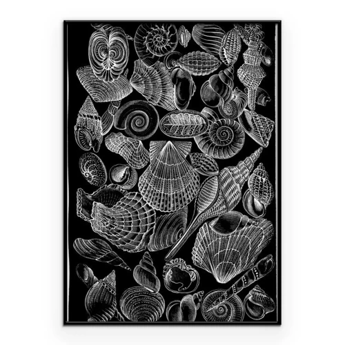 Poster  Dessin blanc d'un coquillage sur fond noir