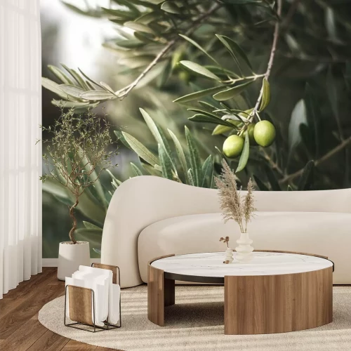 Papier peint  Olivier vert au maroc