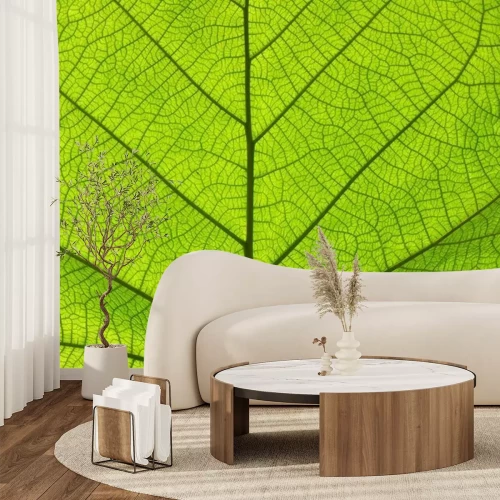 Sticker  Extreme close up texture de veines de feuilles vertes