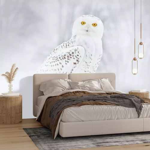 Papier peint  Harfang des neiges assis sur la neige dans l'habitat. Hiver froid avec oiseau blanc. Scène de la faune de la nature, Manitoba, Canada. Chouette sur le pré blanc, comportement animal.