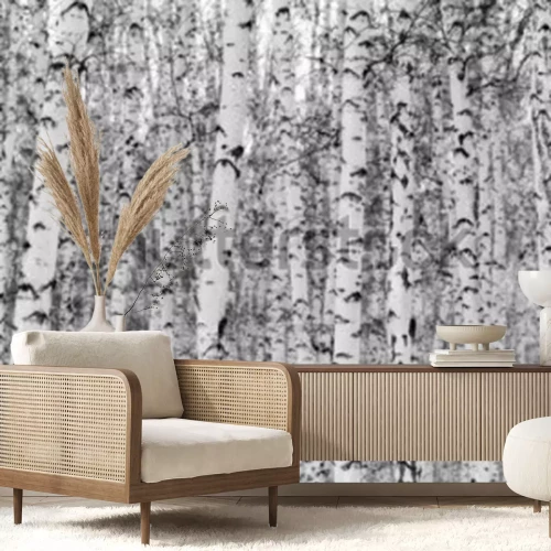 Sticker  Paysage d'hiver de la forêt de bouleaux, photo noir et blanc