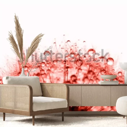 Papier peint  Pissenlit rouge avec des gouttes