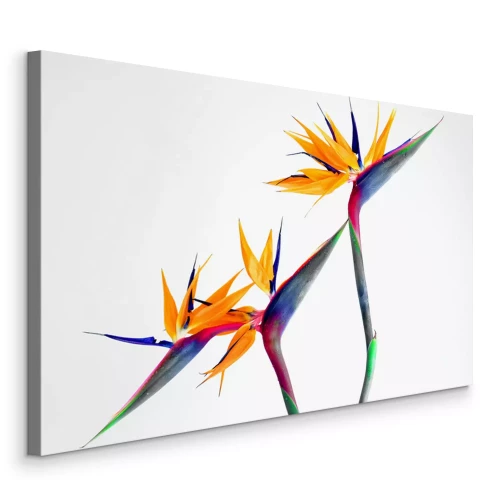 Tableau  Strelitzia oiseau de paradis en fleur