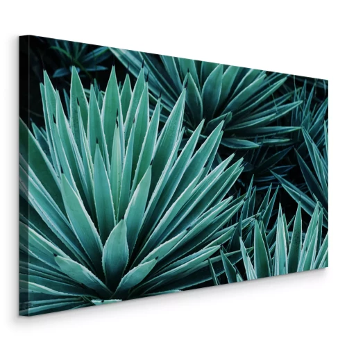Tableau  Plante tropicale verte d'agave
