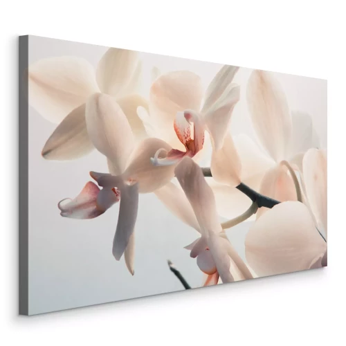 Tableau  Macro shot de fleurs d'orchidées