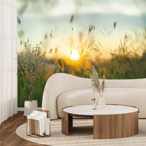 Papier peint  Champs d'herbes sur fond de coucher de soleil