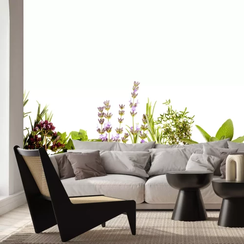 Papier peint  Herbes aromatiques sur un fond blanc