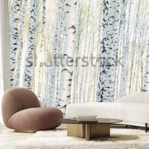 Papier peint  Paysage de forêt de bouleaux le matin