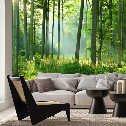 Papier peint  Matin ensoleillé dans la forêt