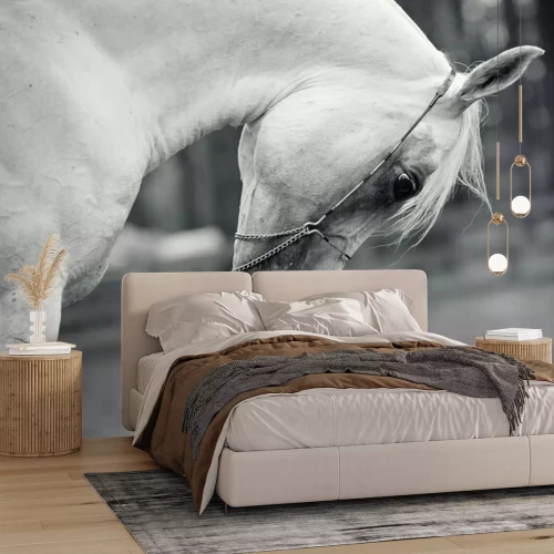 Papier peint  Cheval arabe avec la tête baissée
