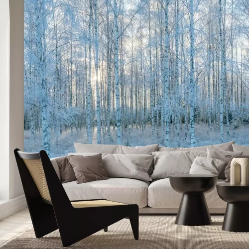 Papier peint  Forêt de bouleau dans la neige