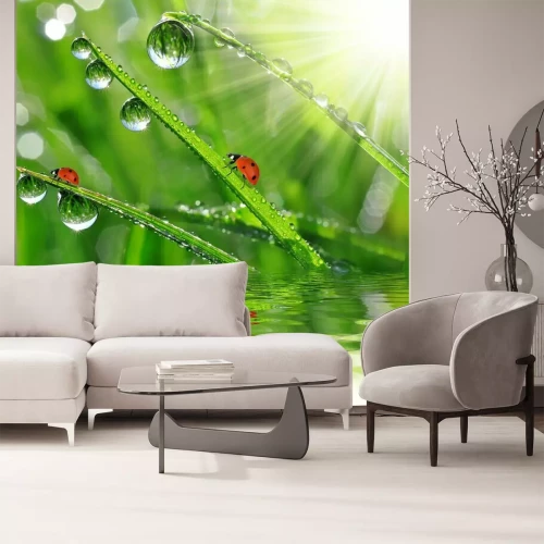 Papier peint  La nature avec les coccinelles