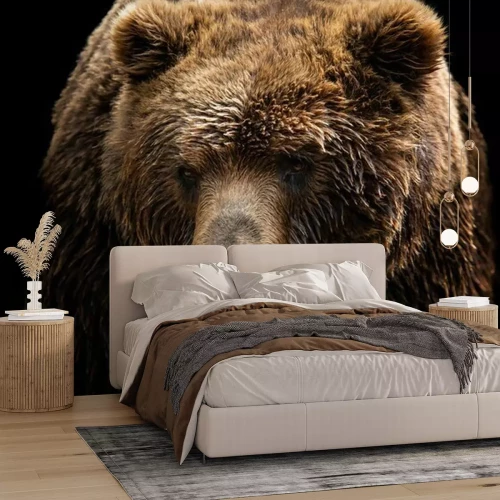 Papier peint  Portrait d'ours brun