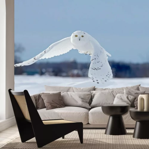 Papier peint  Harfang des neiges battant à basse chasse sur un champ de maïs enneigé ensoleillé à Ottawa, Canada